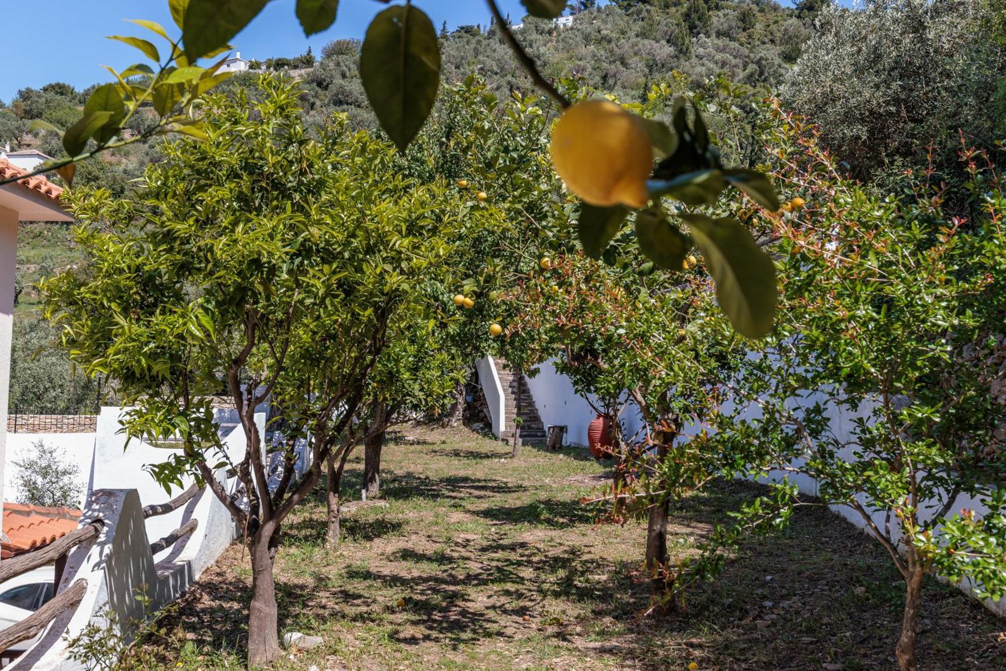 Naiades Superior Apartments In Skopelos With Sea View Close To The Town Eksteriør bilde